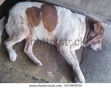 The dog sleeping in a street