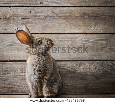  rabbit on wooden background
