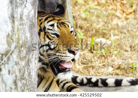 Tiger, portrait of a Bengal tiger on blurry brown grass background:Select focus with shallow depth of field.