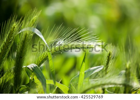 green ears of corn on the grass on the nature