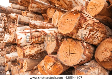 Eucalyptus wood harvested is sent to a paper processing plant.