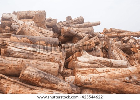 Eucalyptus wood harvested is sent to a paper processing plant.