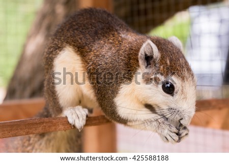 The Thai grey Squirrel with natural background.