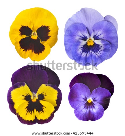 Pansies flower isolated on white background