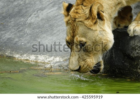 Old Lion eating water:Close up,select focus with shallow depth of field.