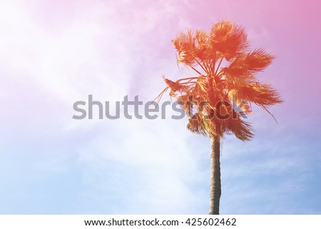 Palm trees against sky. retro style image.  travel, summer, vacation and tropical beach concept.