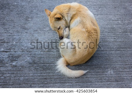 Puppy Licked Himself Leg on Cement Road
 Royalty-Free Stock Photo #425603854