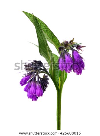 Comfrey (Symphytum officinale) isolated on white background, plant used in medicine. Royalty-Free Stock Photo #425608015
