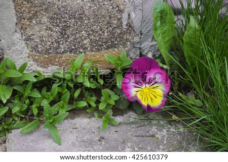 pansy flower among stones