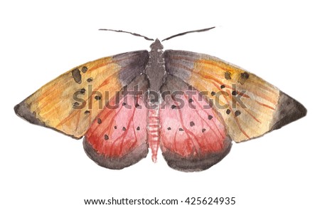 Hand painted watercolor illustration of Natal acraea butterfly.Aquarelle painting of Acraea natalica butterfly. Red and orange butterfly with dots on wings clip art isolated on white background
