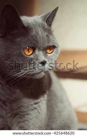 Portrait of a gray British cat close-up 