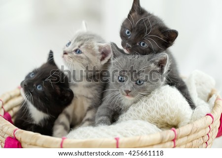 Portrait of group of young Scottish cats . Studio shot.