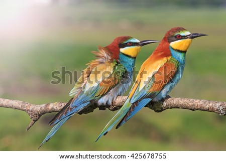 beautiful picture with colorful birds with sunny hotspot