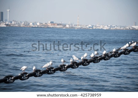 line of gulls