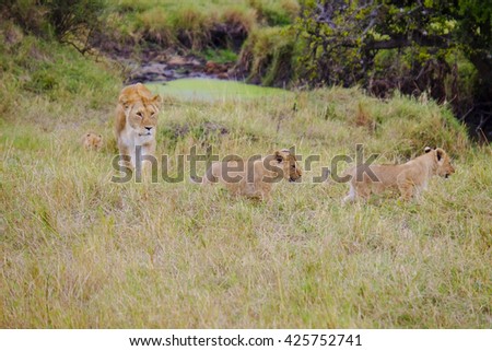 animals; wildlife;family of wild lions; lion;landscape background;playing animals, predator