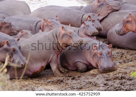 family of wild hippo; hippo; landscape background; animals; wildlife;