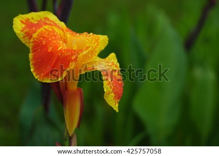 Canna flowers fresh colorful style is sacred and planted flowers on the garden, government buildings, places of worship.