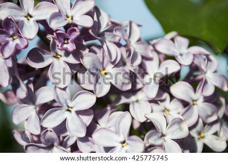 Flowering branch of lilac
