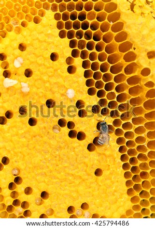 Close up view of natural honeycomb, Honeycomb texture background - selective focus