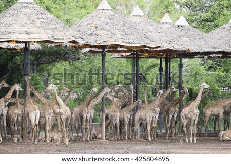 
Giraffe Safari World zoo in Thailand