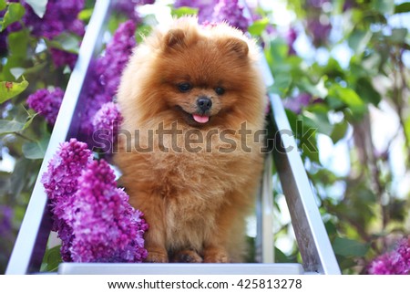 Pomeranian dog in lilac bushes. Lilac. Beautiful dog. Fluffy dog