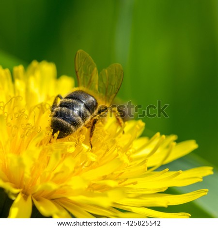Bee on yellow dandelion