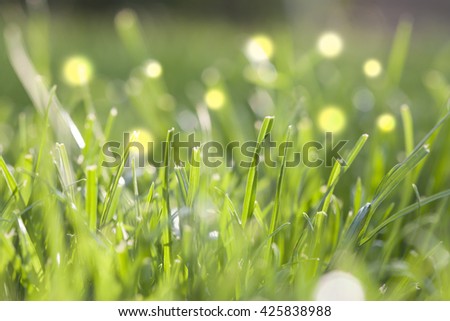 Closeup on grass with shallow depth of field and bokeh/Green grass background