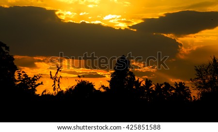 Dark trees in evening sunset light nature background 