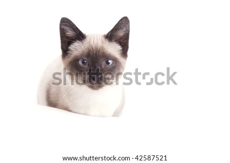 Little cat on white background