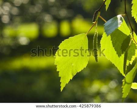 Leaves of Silver birch, Betula pendula, tree in morning sunlight, selective focus, shallow DOF Royalty-Free Stock Photo #425879386