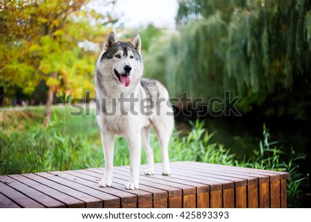 A beautiful gray husky stands on a wooden pier near the lake. Dog on a natural background