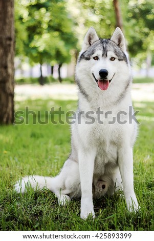 A beautiful gray husky sits on the grass near the tree. Dog on the background of nature