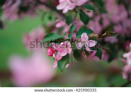 Blossoming branch of Pink apple tree