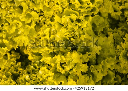 Fresh lettuce leaves vegetables for salad on yellow background