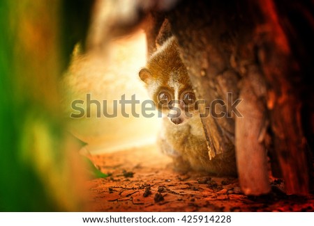 Little lemur, Loris, hides between big trees. Sad picture