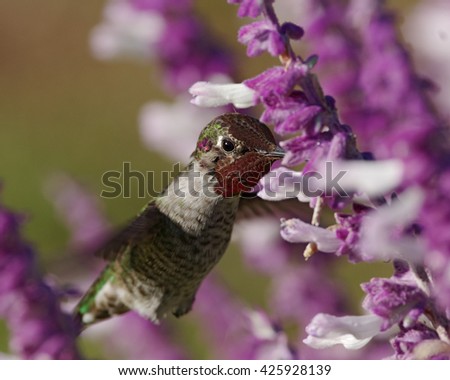 Close up on a hummingbird feeding on Mexican sage. Photo taken in Southern California.