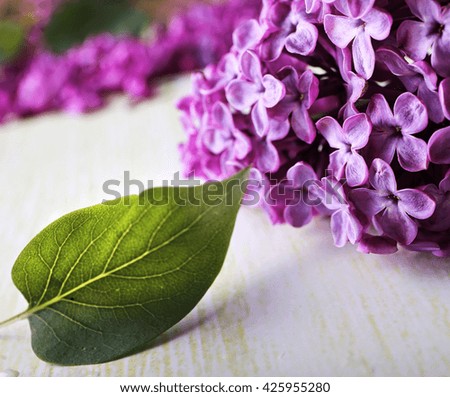 Beautiful fresh lilacs tree blossoms against a yelow background.