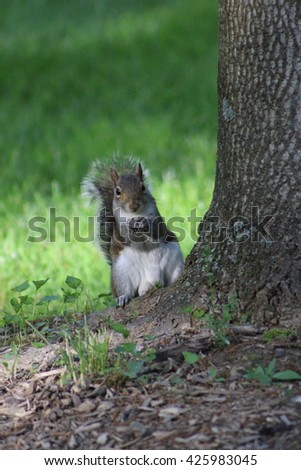 Squirrel with a nut.