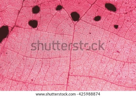 Leaves / pink leaf pattern / Leaf patterns in pink/Texture background of backlight fresh green Leaf.