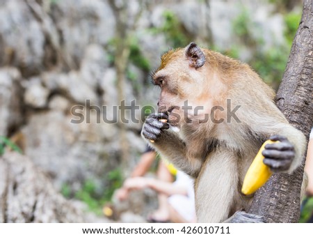 One monkey eats banana