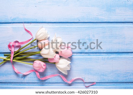 White and pink spring tulips and  pink ribbon  on  blue wooden background. Selective focus. Place for text. Flat lay.