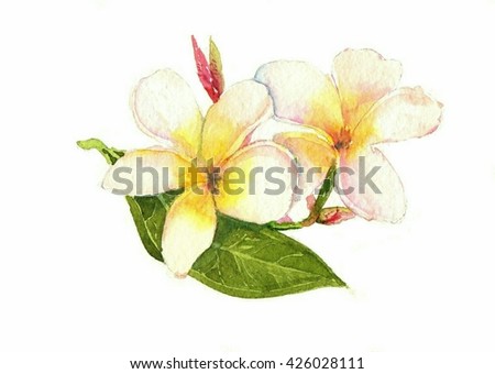watercolor painting Thai local flowers