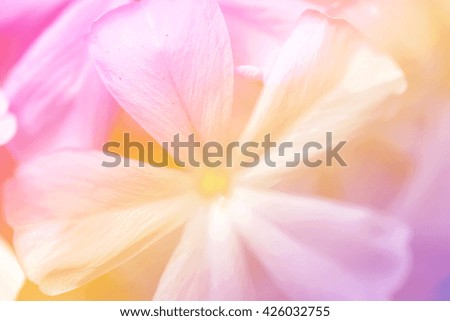 Soft focus flower background made with color filter
