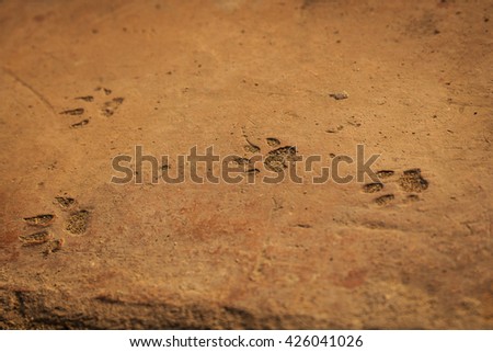 Cat footsteps imprinted on the floor