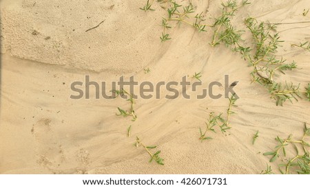 seagrass on sand of the beach