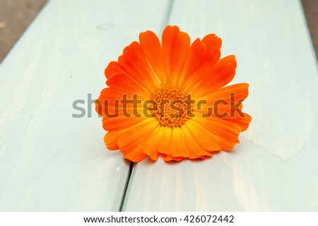 Calendula on the blue wooden boards