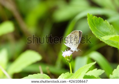 Little Butterfly and flower on blurry green leaf background:Close up,select focus with shallow depth of field:ideal use for background.
