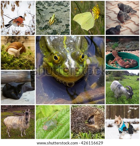 A collage of 13 pictures with different animals. In the center of the frog.
