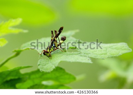 Grasshopper eating green leaves after rain with blurry green leaf background:Close up,select focus with shallow depth of field.