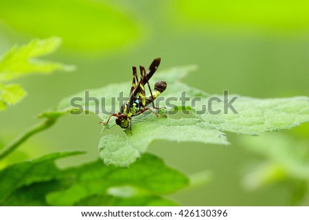 Grasshopper eating green leaves after rain with blurry green leaf background:Close up,select focus with shallow depth of field.
